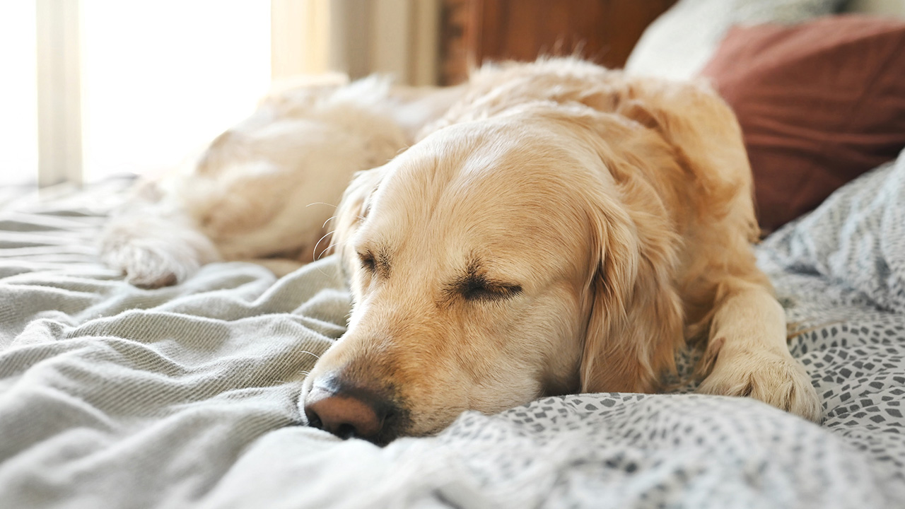 A dog asleep on a bed.