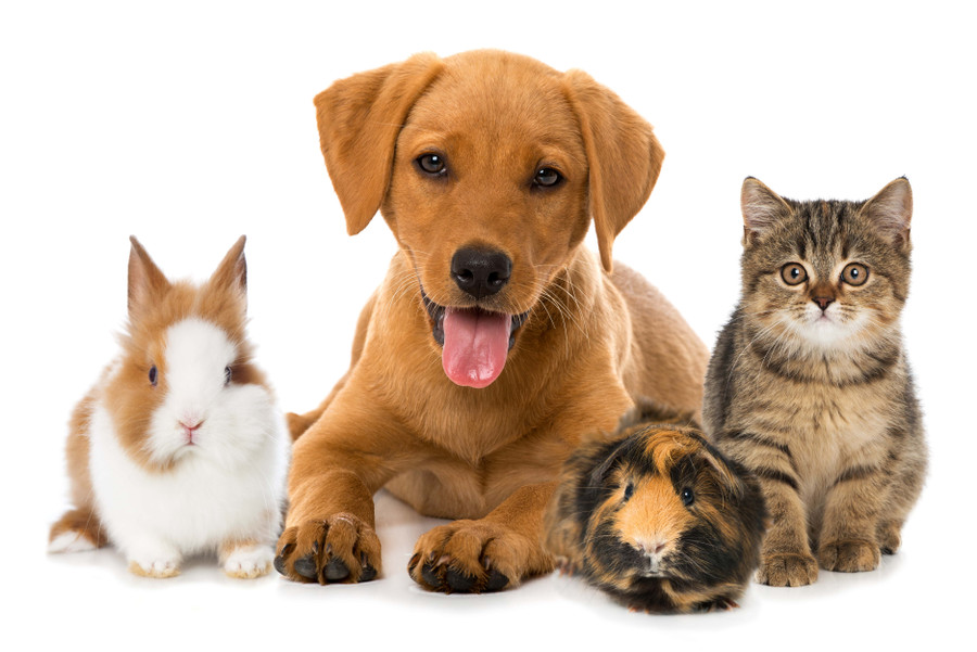 Why Pets Are Wonderful: National Pet Day