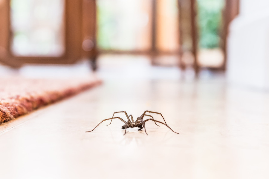 Tips and Tricks to Keep Spiders out of Your Bedroom