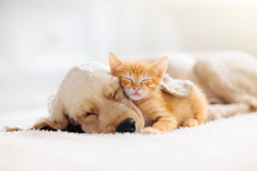 How Long do Cats and Dogs Sleep? (And Other Cute Pet Facts)