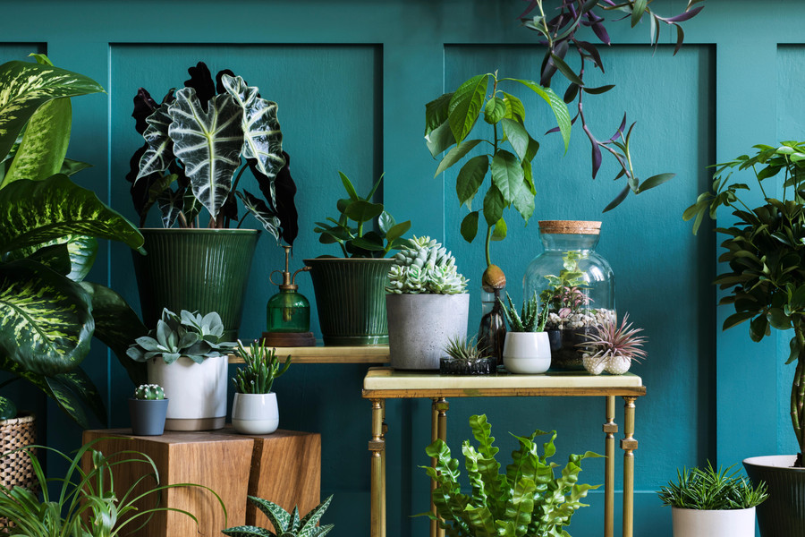 A Guide to Bringing Plants into Your Bedroom