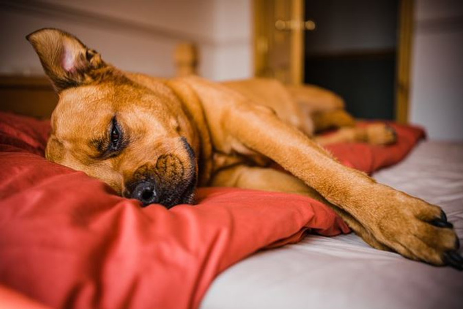 National Dog Day: The Breeds Most Likely To Take Over The Bed