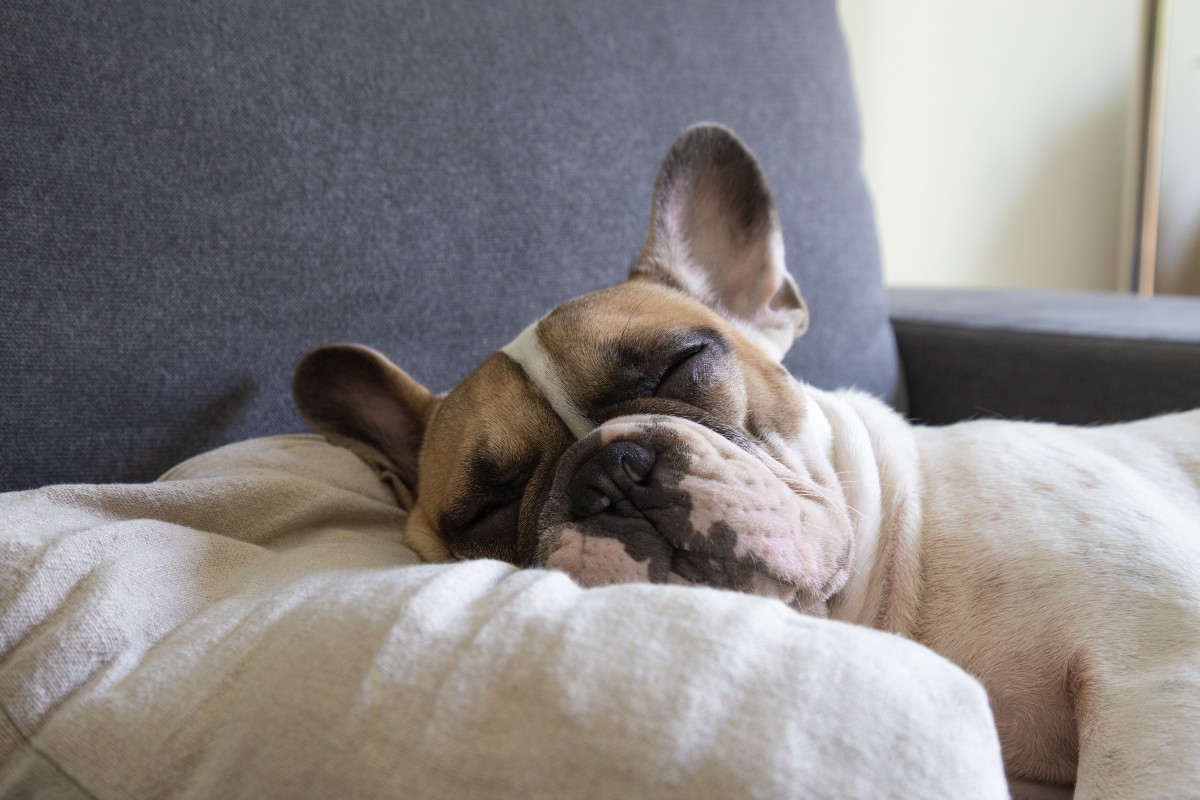 A Frenchie enjoying a daytime snooze resting it's head on a lovely cool pillow.