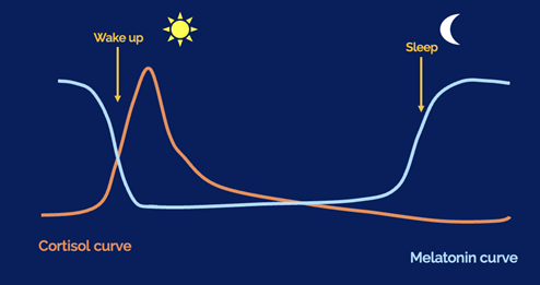 A diagram detailing the curve of cortisol and melatonin demonstrating how the two work together to regulate our sleep