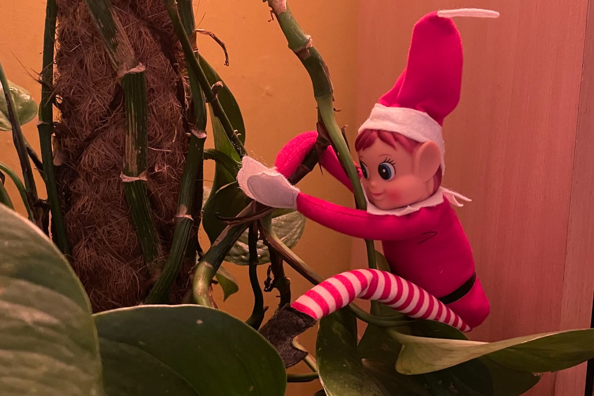 Elf on the Shelf climbing up some devil's ivy