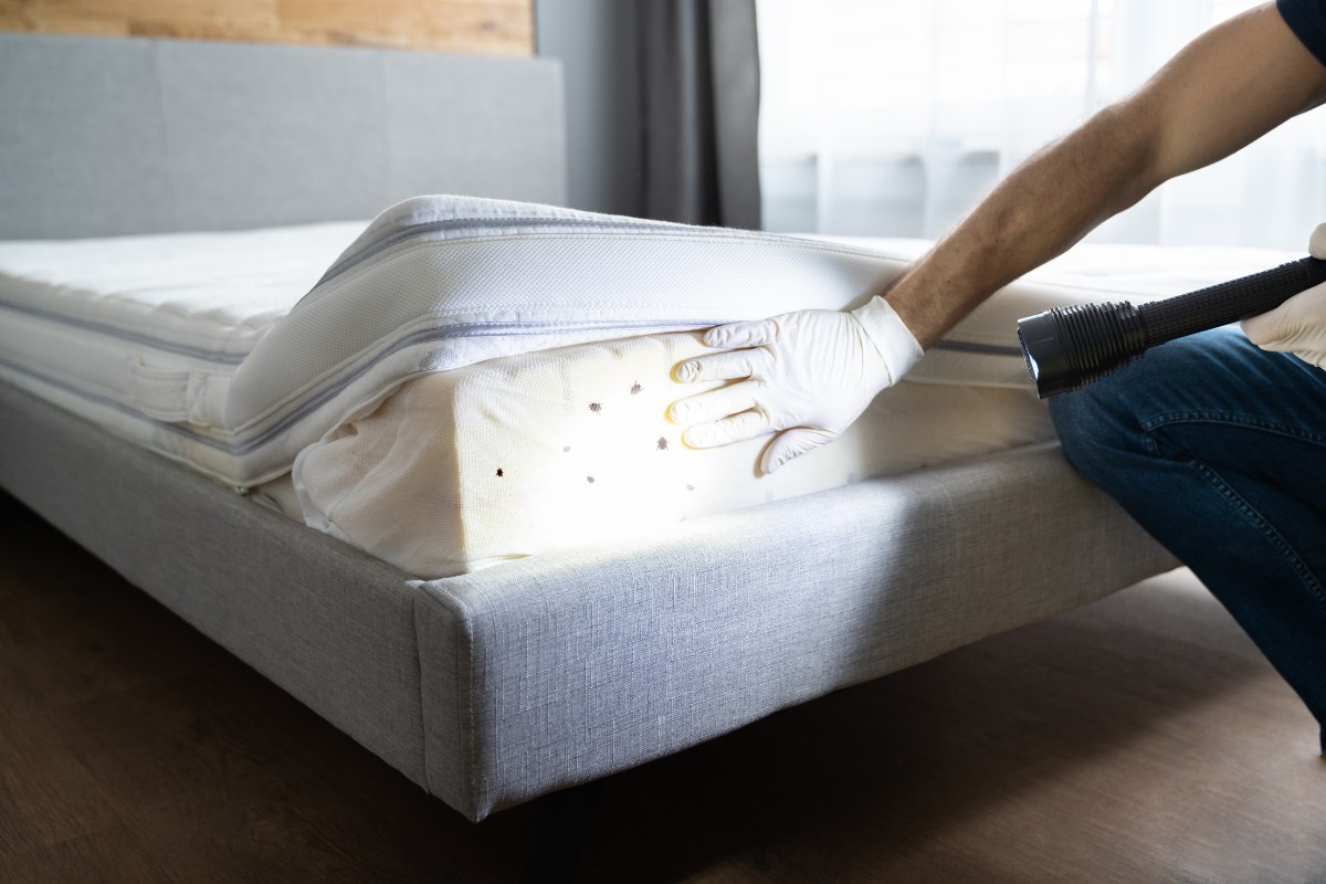 A person searching for signs of bed bugs in their bed