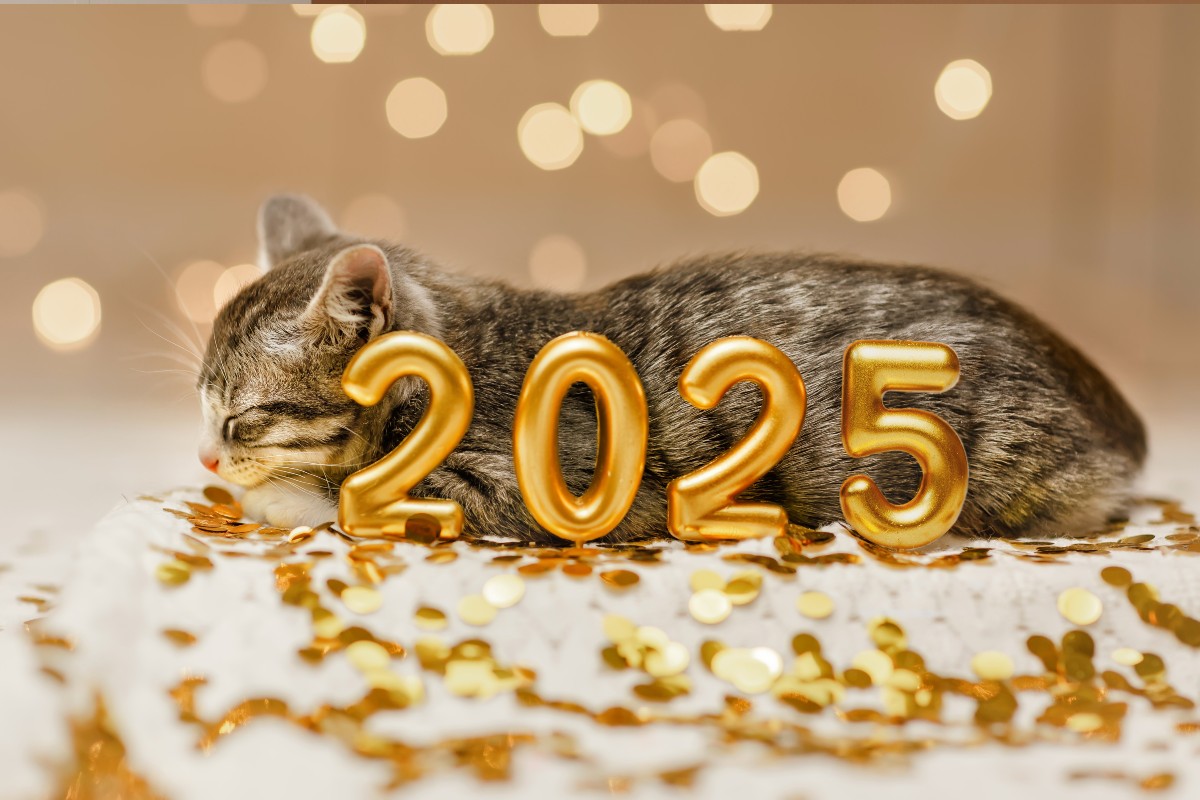 A kitten snoozing sweetly beside a 2025 new year's party balloon decoration