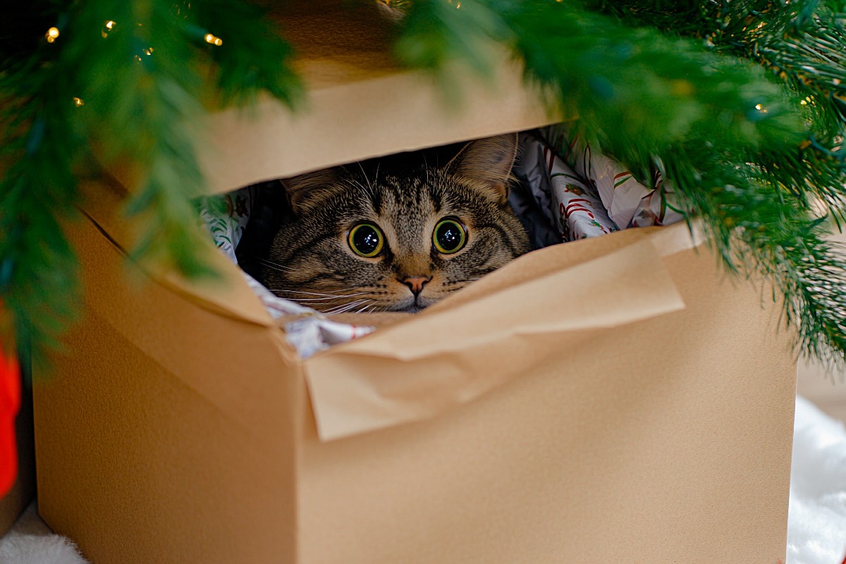 A cat hiding inside a wrapped box underneath a Christmas tree. Just the eyes and nose are visible.